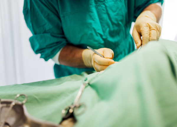 clínica veterinaria en valladolid servicio cirugía