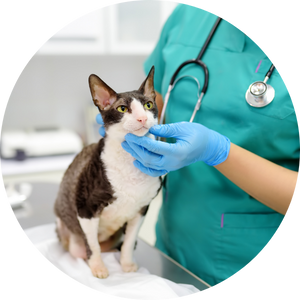 equipo veterinario valores clínica (profesionalidad)
