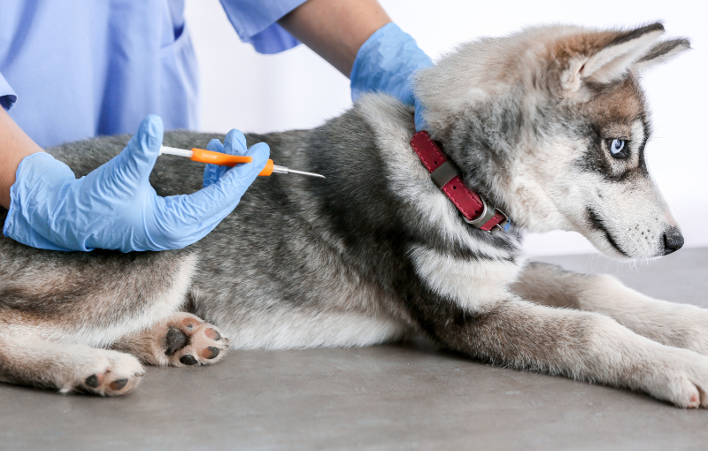 servicios veterinarios microchipado