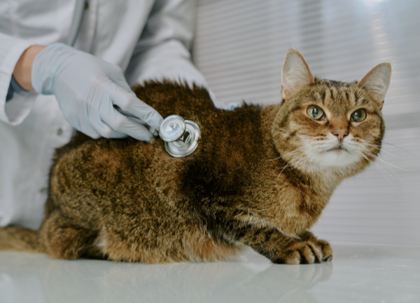 clínica veterinaria en valladolid servicio medicina felina