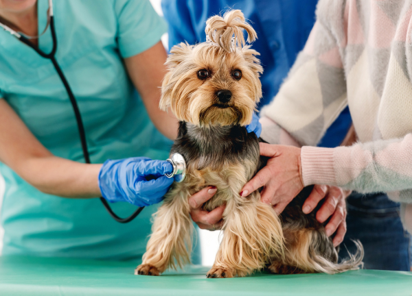 clínica veterinaria en valladolid servicio medicina gral
