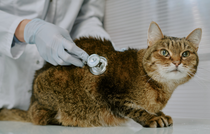 servicios veterinarios medicina felina