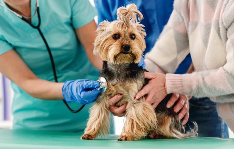servicios veterinarios medicina general