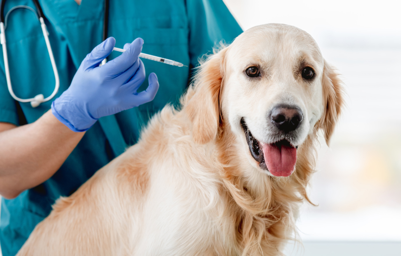 servicios veterinarios medicina preventiva