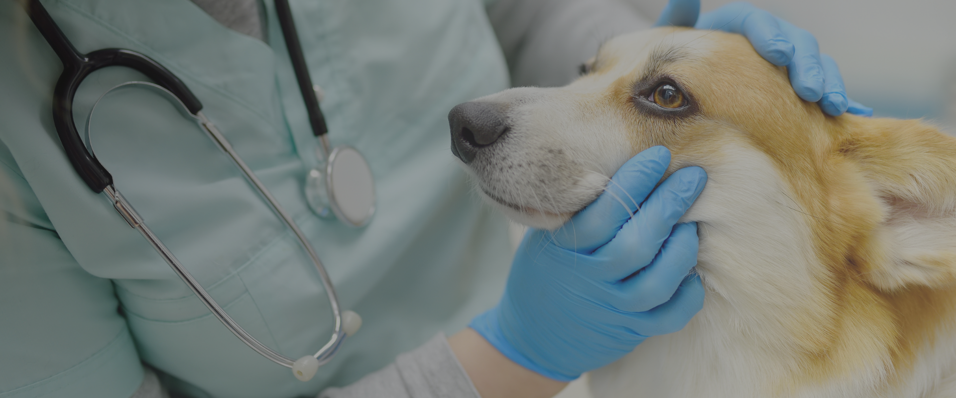 clínica veterinaria en valladolid hero home