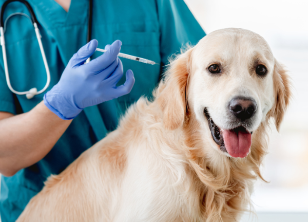 clínica veterinaria en valladolid servicio medicina preventiva