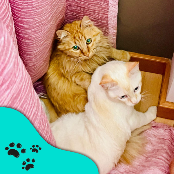 equipo veterinario pacientes gatitos