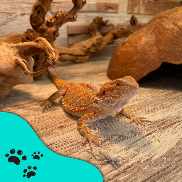 equipo veterinario paciente iguana