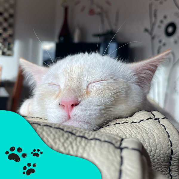 equipo veterinario paciente gato blanco