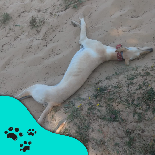 equipo veterinario paciente galgo